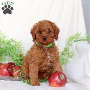 Buster, Cavapoo Puppy