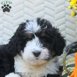 Buster, Mini Aussiedoodle Puppy