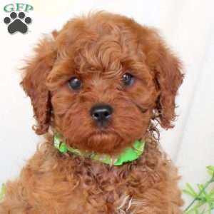 Buster, Cavapoo Puppy
