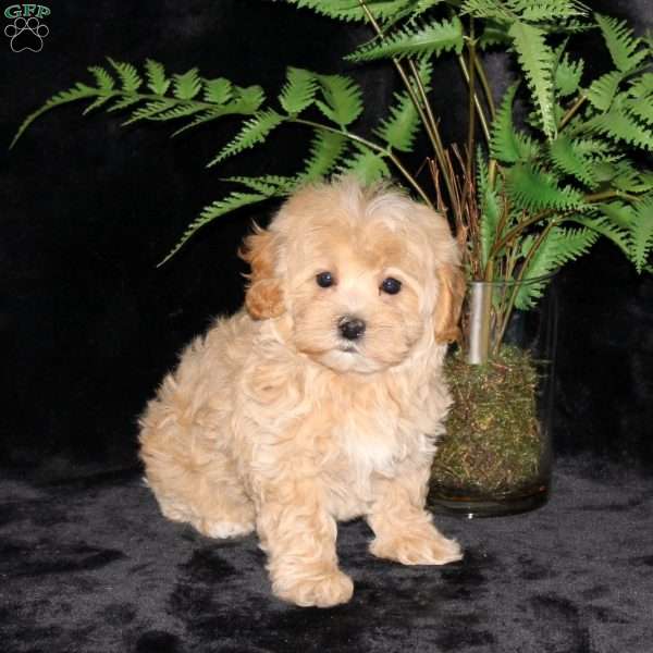Buttercup, Maltipoo Puppy