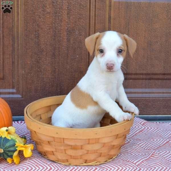 Buttercup, Jack Russell Terrier Puppy