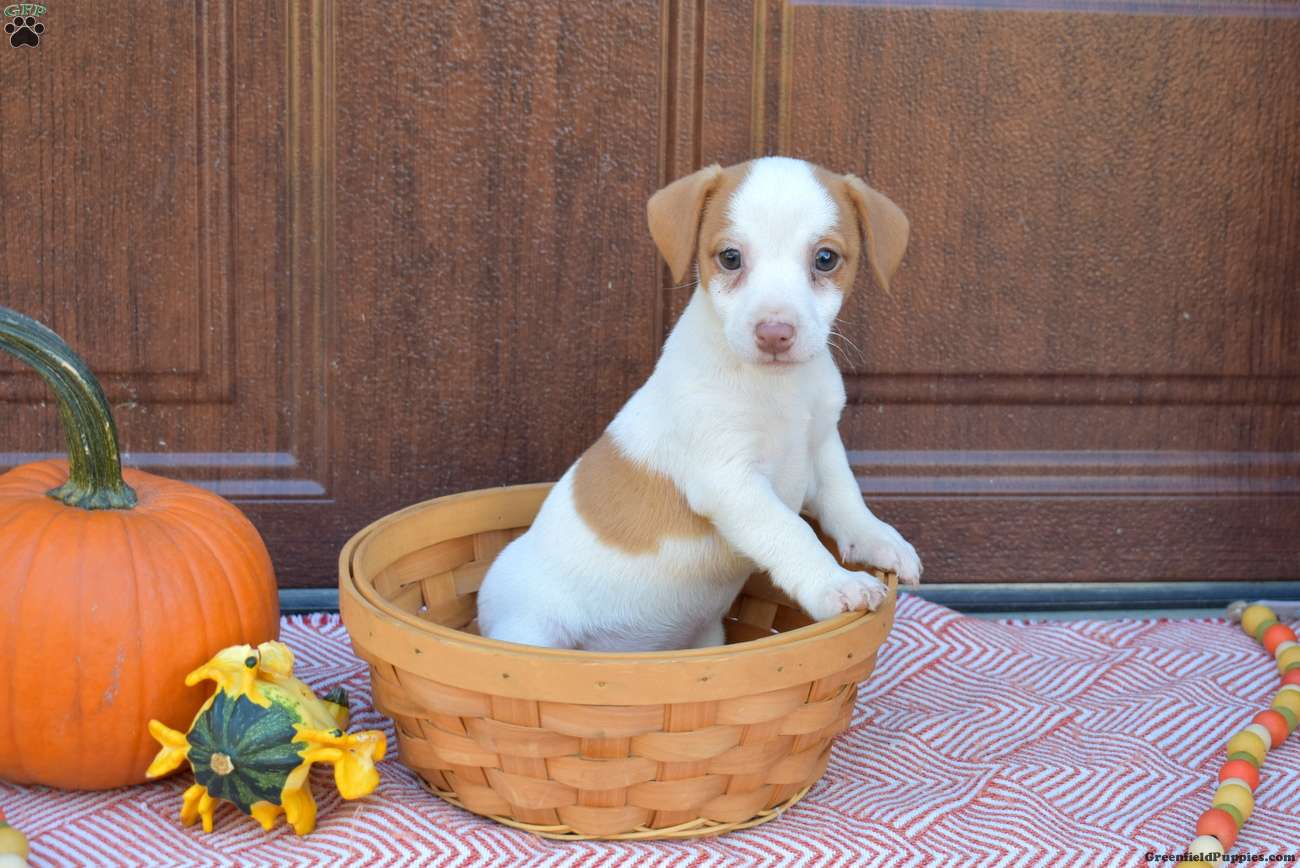 Buttercup (Jack Russell Terrier, Female) in Christiana, PA