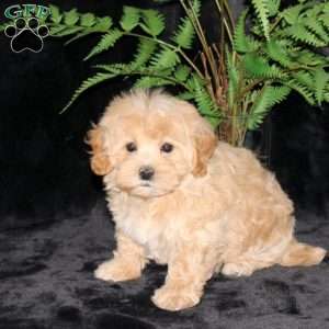 Buttercup, Maltipoo Puppy