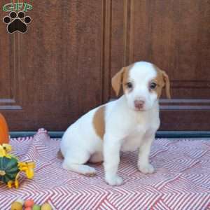 Buttercup, Jack Russell Terrier Puppy