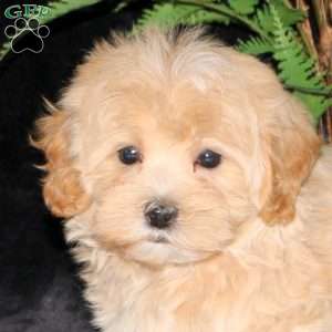 Buttercup, Maltipoo Puppy