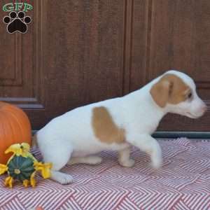 Buttercup, Jack Russell Terrier Puppy