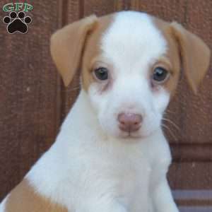 Buttercup, Jack Russell Terrier Puppy