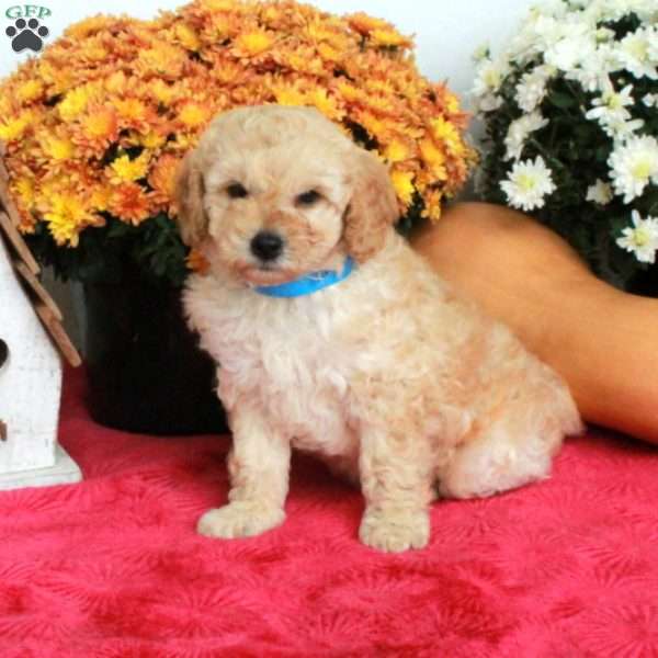 Cade, Cockapoo Puppy