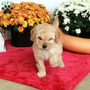 Cade, Cockapoo Puppy