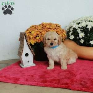 Cade, Cockapoo Puppy