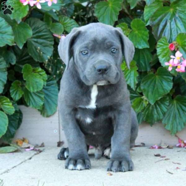 Caleb, Cane Corso Puppy