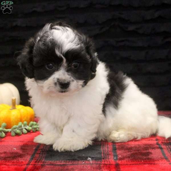 Caleb, Teddy Bear Puppy