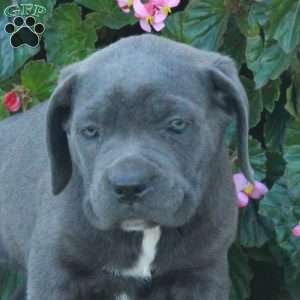 Caleb, Cane Corso Puppy