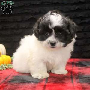 Caleb, Teddy Bear Puppy