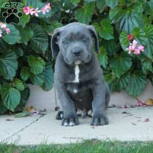 Caleb, Cane Corso Puppy