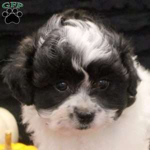 Caleb, Teddy Bear Puppy