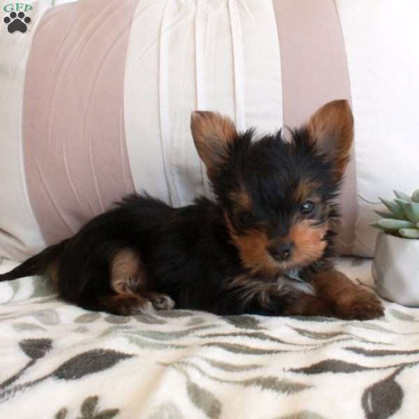Calendula, Yorkie Puppy