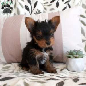 Calendula, Yorkie Puppy