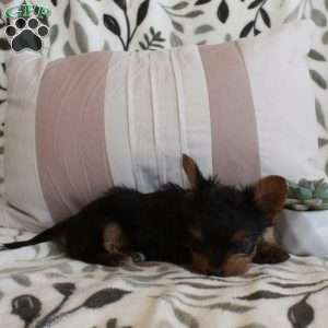 Calendula, Yorkie Puppy