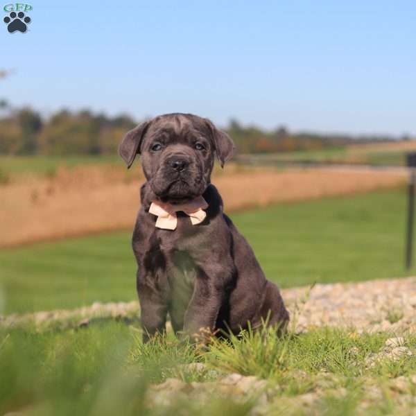 Cali, Cane Corso Puppy