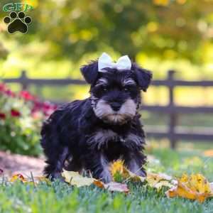 Callie, Miniature Schnauzer Puppy