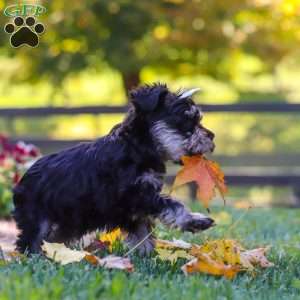 Callie, Miniature Schnauzer Puppy