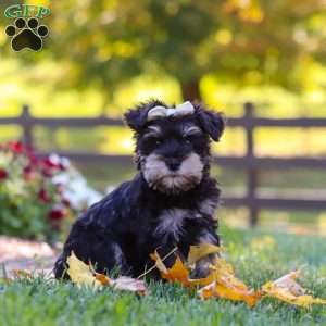 Callie, Miniature Schnauzer Puppy