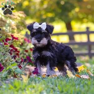 Callie, Miniature Schnauzer Puppy