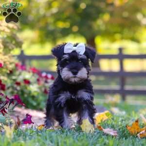 Callie, Miniature Schnauzer Puppy