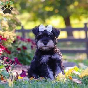 Callie, Miniature Schnauzer Puppy