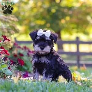 Callie, Miniature Schnauzer Puppy