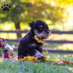 Callie, Miniature Schnauzer Puppy
