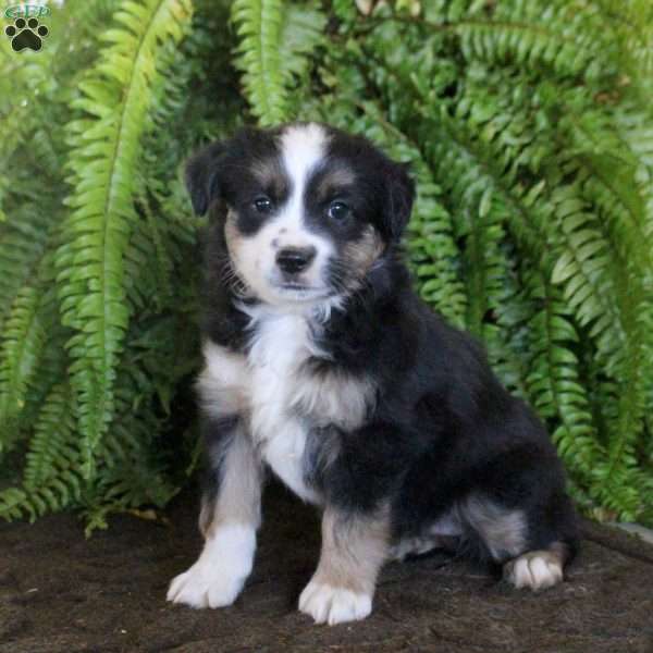 Callie, Miniature Australian Shepherd Puppy
