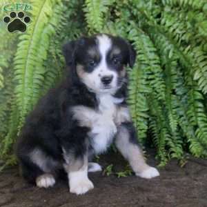 Callie, Miniature Australian Shepherd Puppy