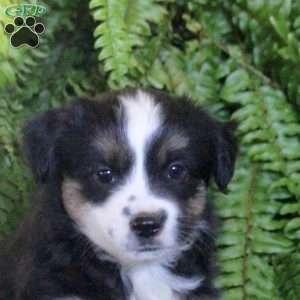 Callie, Miniature Australian Shepherd Puppy