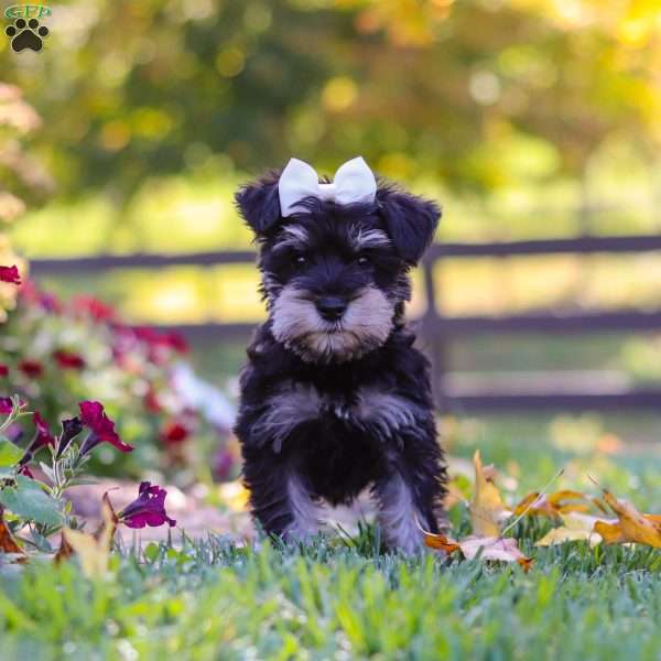 Callie, Miniature Schnauzer Puppy
