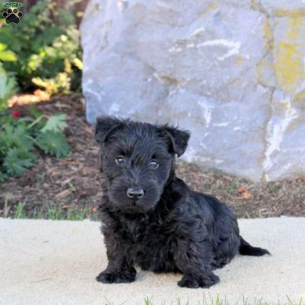 Callum, Scottish Terrier Puppy