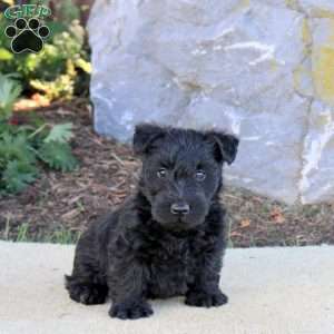 Callum, Scottish Terrier Puppy