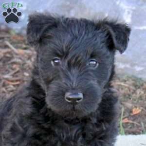 Callum, Scottish Terrier Puppy