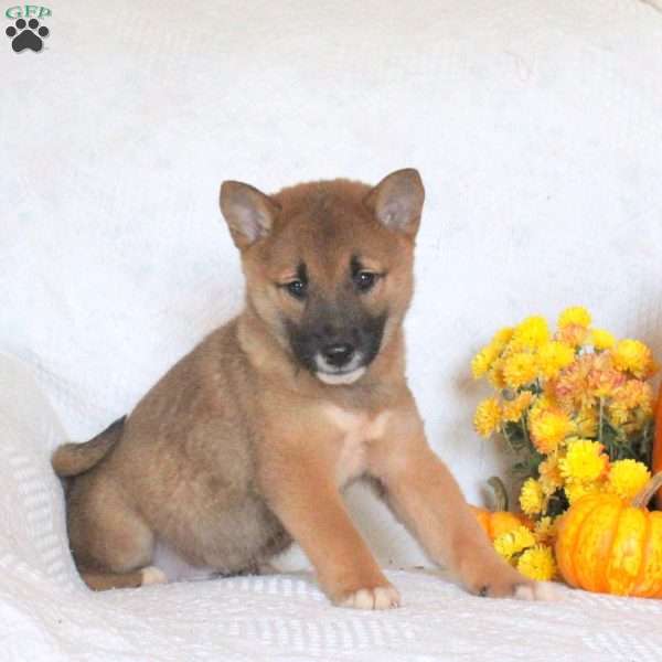 Camper, Shiba Inu Puppy