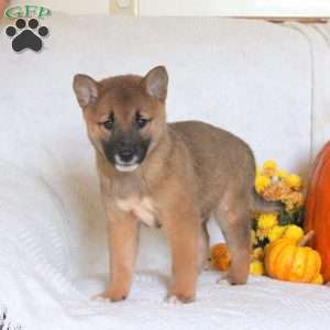 Camper, Shiba Inu Puppy