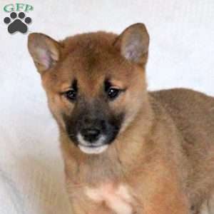 Camper, Shiba Inu Puppy