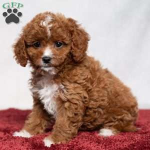 Candy, Cavapoo Puppy