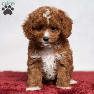 Candy, Cavapoo Puppy