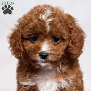 Candy, Cavapoo Puppy