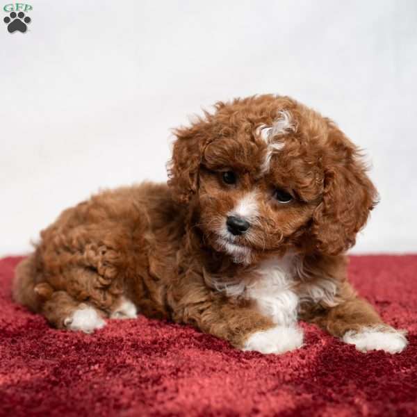 Candy, Cavapoo Puppy