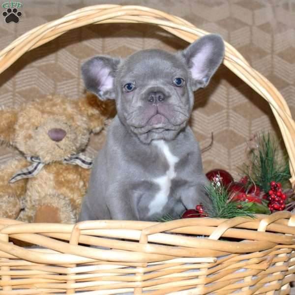 Captain, French Bulldog Puppy