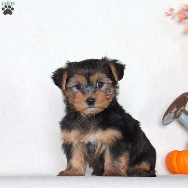Captain, Yorkie Puppy