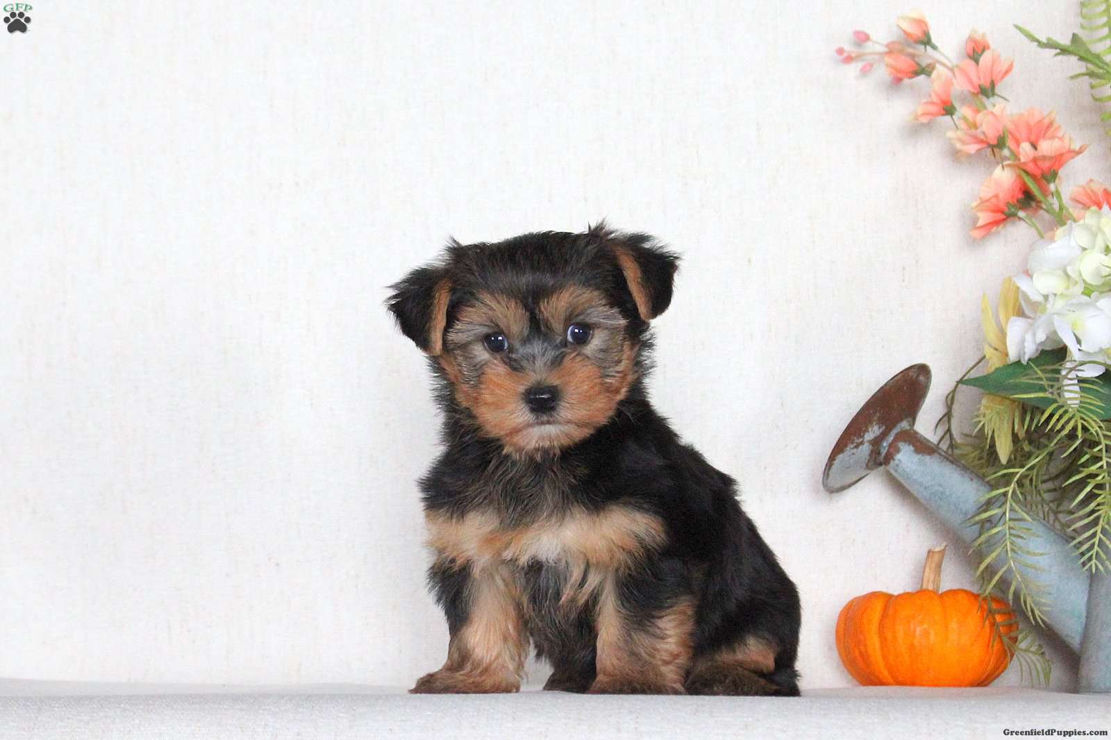 Captain (Yorkshire Terrier, Male) in Lititz, PA