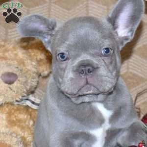 Captain, French Bulldog Puppy